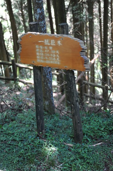 2013_0629_檜山巨木森林步道2174333