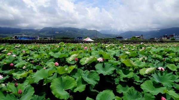 金山荷花池2181723