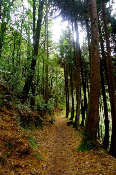 檜山巨木森林步道481522