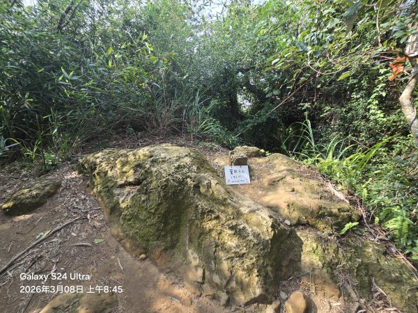 2026-03-08微笑山線：【大棟山系】百年大榕樹段3011684