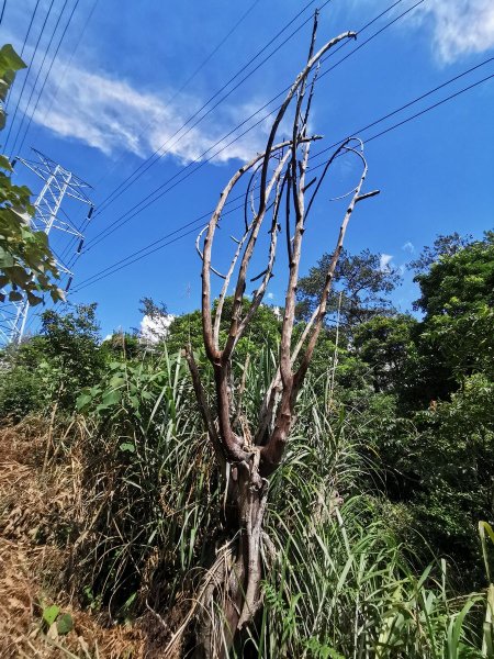 德芙蘭生態步道-綠蔭遮陽，涼風徐徐避暑道1049636