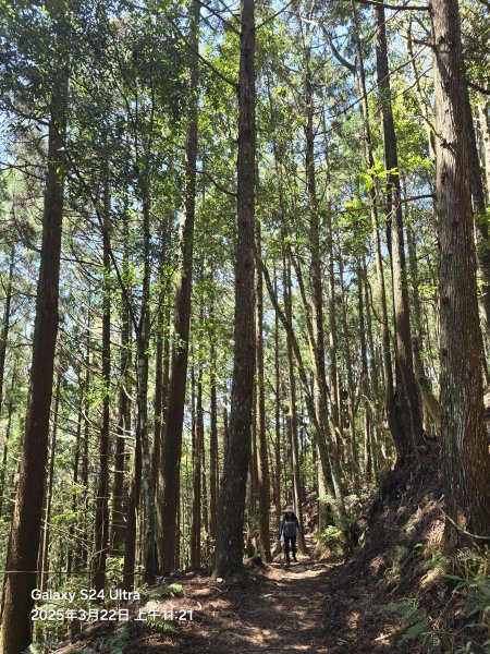 2025-03-22油羅山步道2743415