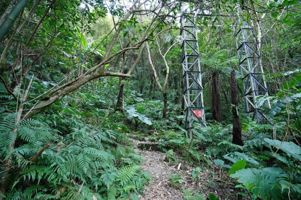 新北 烏來 大刀山、拉樸山、阿玉溪山2704944