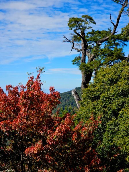 大雪山森林遊樂區賞楓2966042