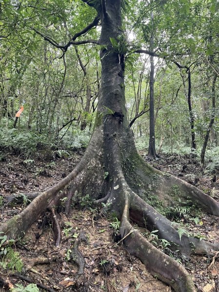 武山坑炭窯2990742