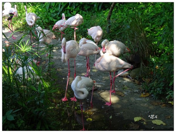 台北市動物園之旅1498033