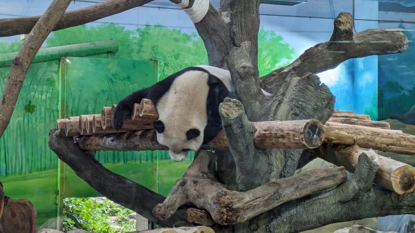 木柵動物園2322116