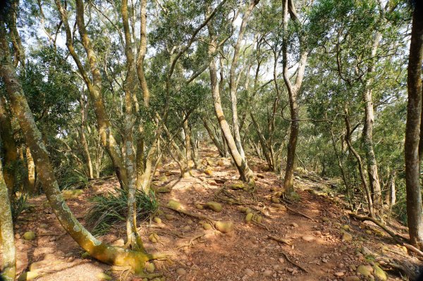 苗栗 三義 火炎山、南火炎山3020883