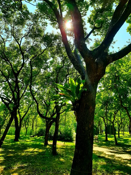 全臺齊步走｜碧潭、大安森林、大湖公園、淡水、花博、中正2230331