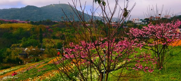 #平菁街 #鵝尾山梯田 #廣佑聖王廟 #寒櫻巷 #夕陽 1/24&252987005