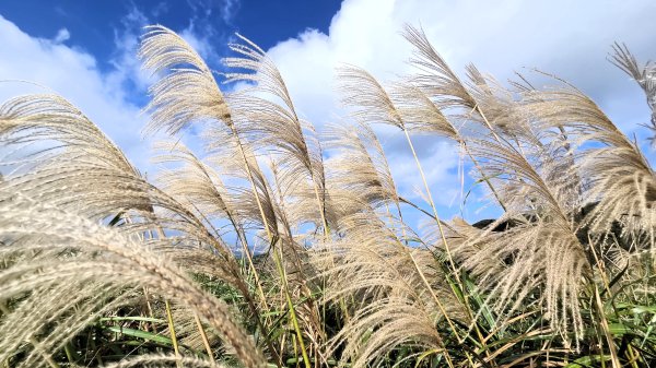 秋季品味古道與芒海的山行在猴硐牡丹山與金瓜石山2950965