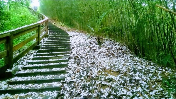 十二寮登山步道937540