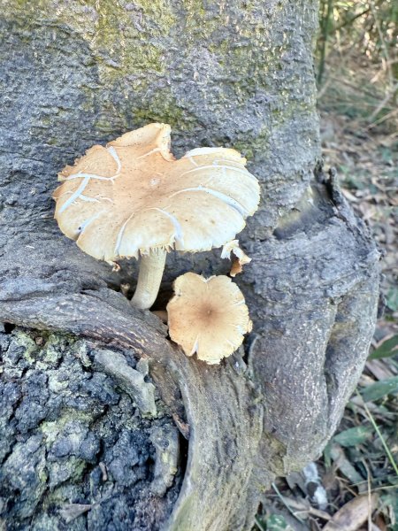 再訪八通關社寮古道登陳東坑山    2025.11.252946105