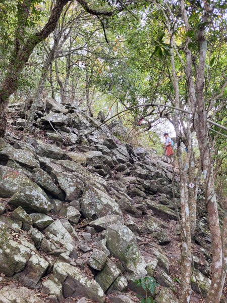 2025.11.30 谷關七雄 No.4 波津加山，不給休的蜂2952133