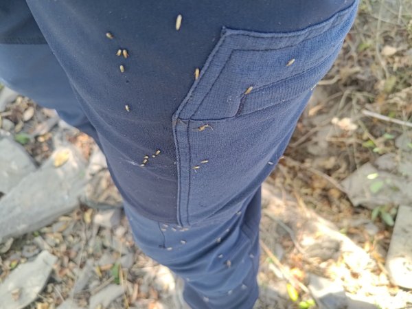 盆貿里山三盆連走2749551