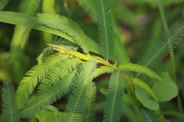 南投魚池~花茶香田園好風光~澀水田頂步道1026765