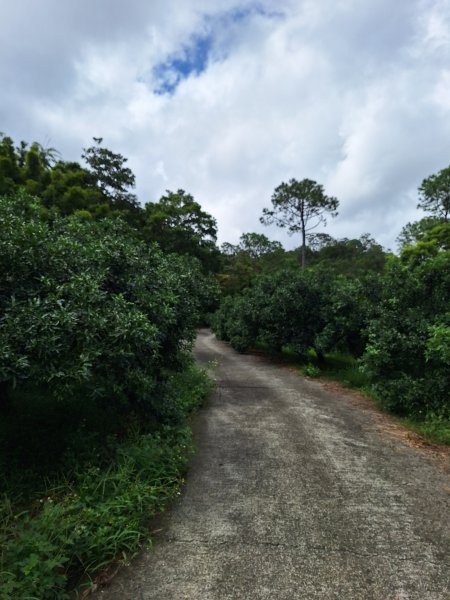 望龍埤三山O型202509272901714