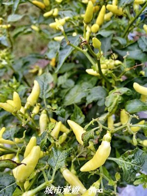 【南投仁愛】武界部落采風2972886