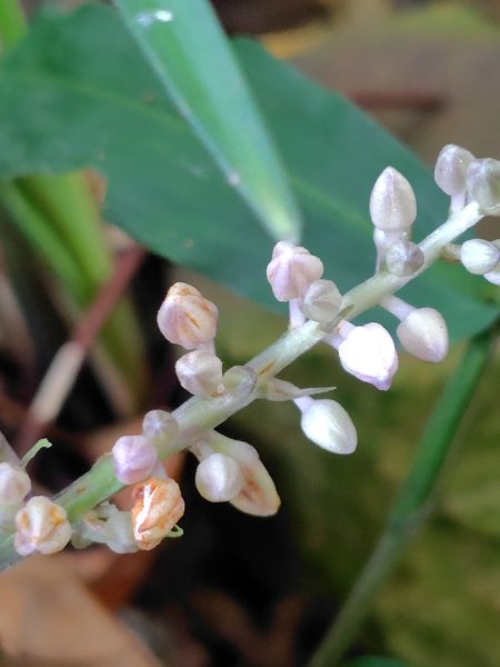烏山、刣牛湖山、竹子尖山2891951