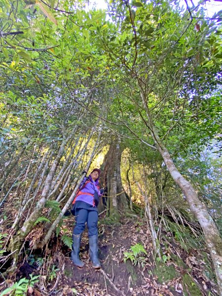鳶嘴稍來神木、稍來山O型走20209151102451