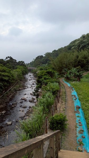 114.05.04三芝桐花步道-百年田梯步道-大鵬足湯公園2779907