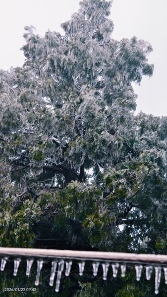 #太平山 #望洋山 #霧淞 1/222986053