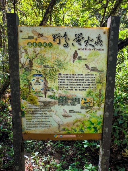 2024-08-22 澀水森林步道2578409