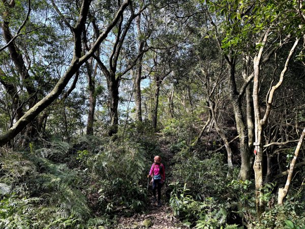 金面山-202503192770607