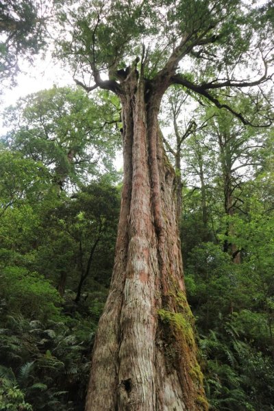 〔桃園復興〕拉拉山巨木，史詩級魔幻森林，75公頃紅檜 扁柏森林浴2237000