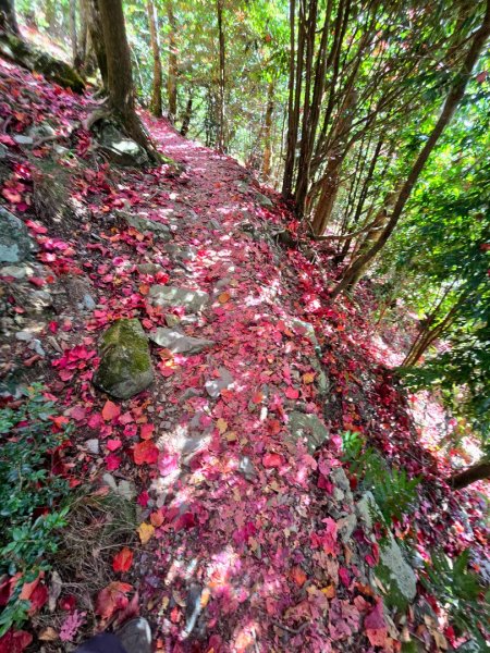 鳶嘴稍來山之楓紅／雲海2974025