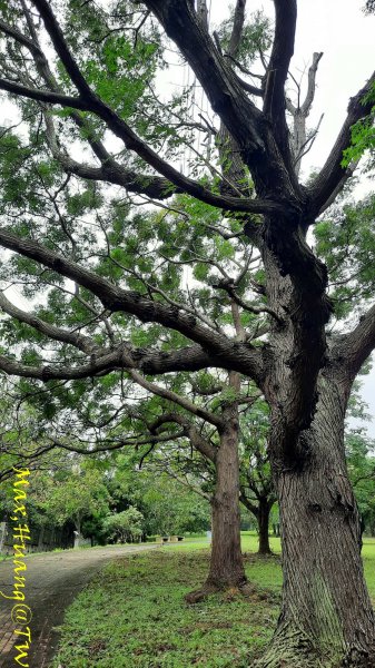 《台中》雙園連走｜東大公園連走都會公園202310072305955