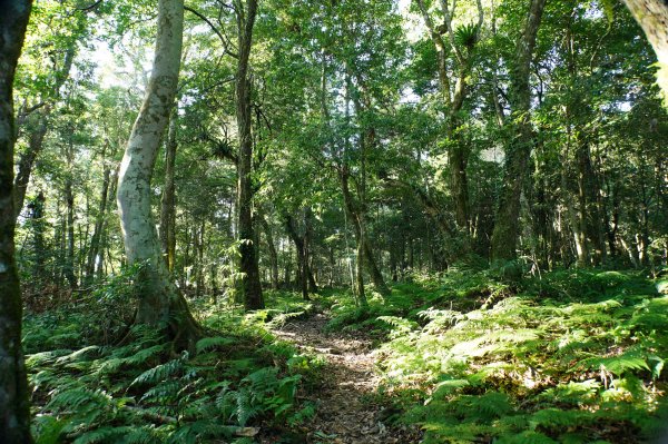 新竹 五峰 鵝公髻山2916837