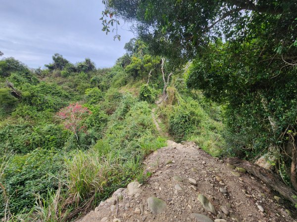 20250223田中大小劍與橫山2939829