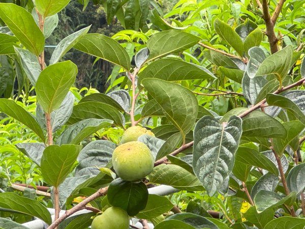 大雪山林道橫流溪 出雲山 分桂林山2843729