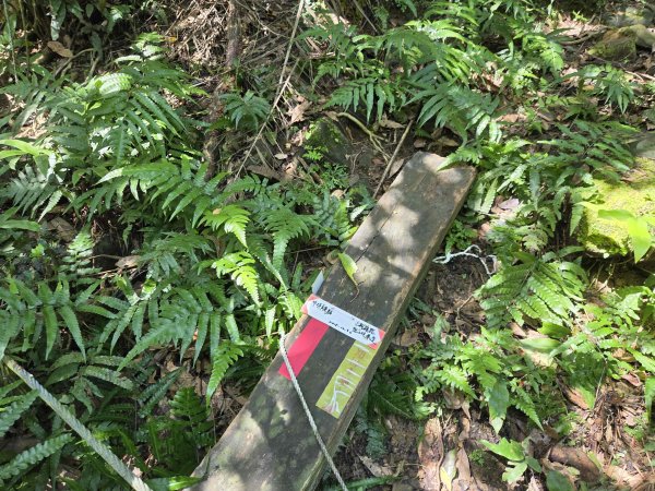 20260702中坑西山-仿山坑山-火燒寮古道下媚子寮3082284