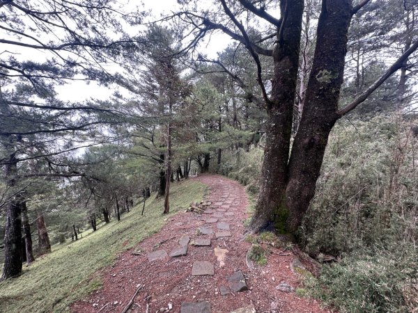 鹿林前山、鹿林山、麟趾山O繞縱走2799644