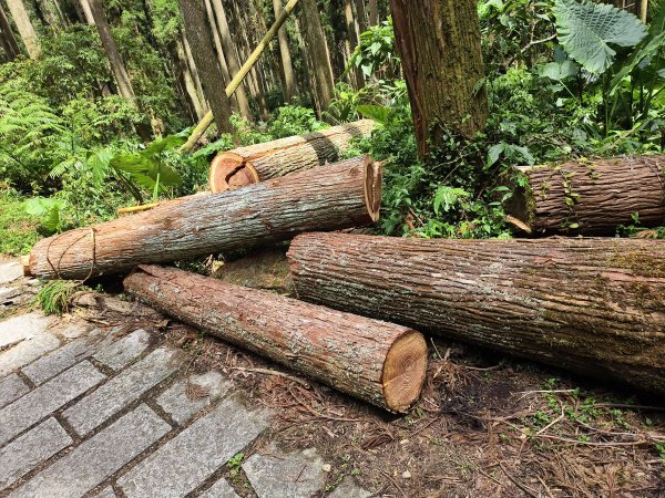 [百山百鳥尋旅-05/15] 2025_0830 溪頭賞鳥步道_銀杏步道2875558