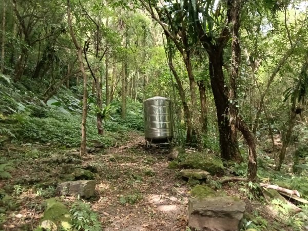 雙溪區大埤古道左線+柑腳山+570峰+大埤格+大埤古道右線O型2828797