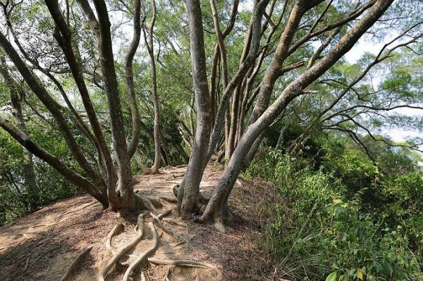 【新竹】鳳崎落日登山步道