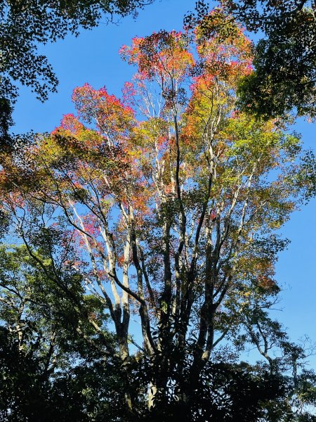 馬拉邦山-楓情萬種1545615