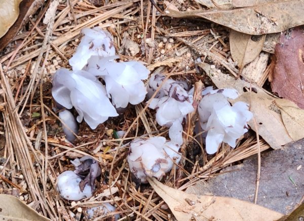 【中級山縱走】最美中級山，鳶嘴西稜縱走（鳶嘴山，醜崠山，長壽山）2741348