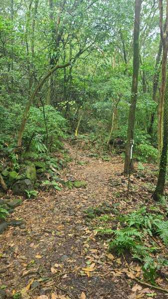 2025-01232淡蘭古道北二段(燦光寮古道到澳底)2696595