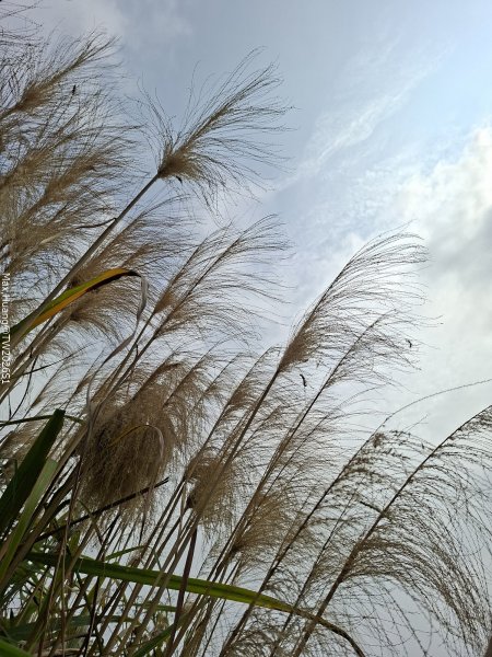 《南投》幸運之花｜草尾嶺步道賞血藤花202603293025009