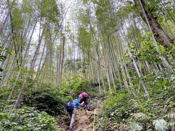 溪頭南鳳凰山、天文台O型走    2021/5/51374206