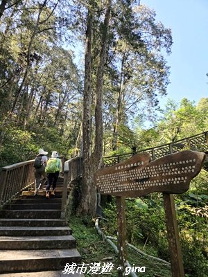 【南投鹿谷】溪頭天文台登山步道3037356