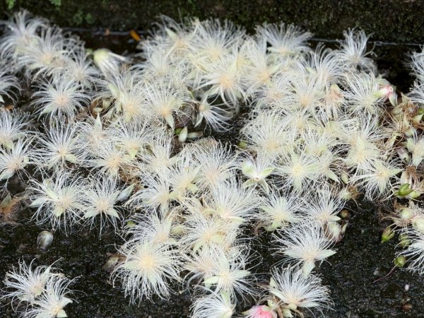 微笑山⛰️線-大棟-二格山-五分山-天上山-鳶山💎12條步道完成💙2834154