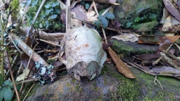 北坑山大板根東洗水山盡尾山東北峰2701698