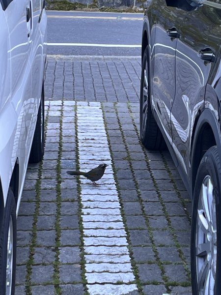 2025/08/17塔塔加、麟趾山、大鐵杉2891610