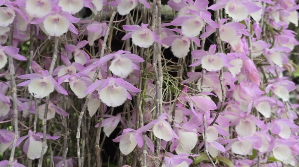 陽明山冷門好走步道平溪步道，欣賞石斛蘭瀑布不用去南部，無敵展望鵝尾山水田，涼爽好走狗殷勤古道。2784857