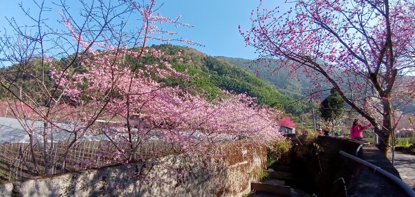 南投信義     草坪頭觀光茶園806271